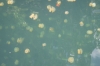 Jellyfish Lake - Palau laguna meridionale 2